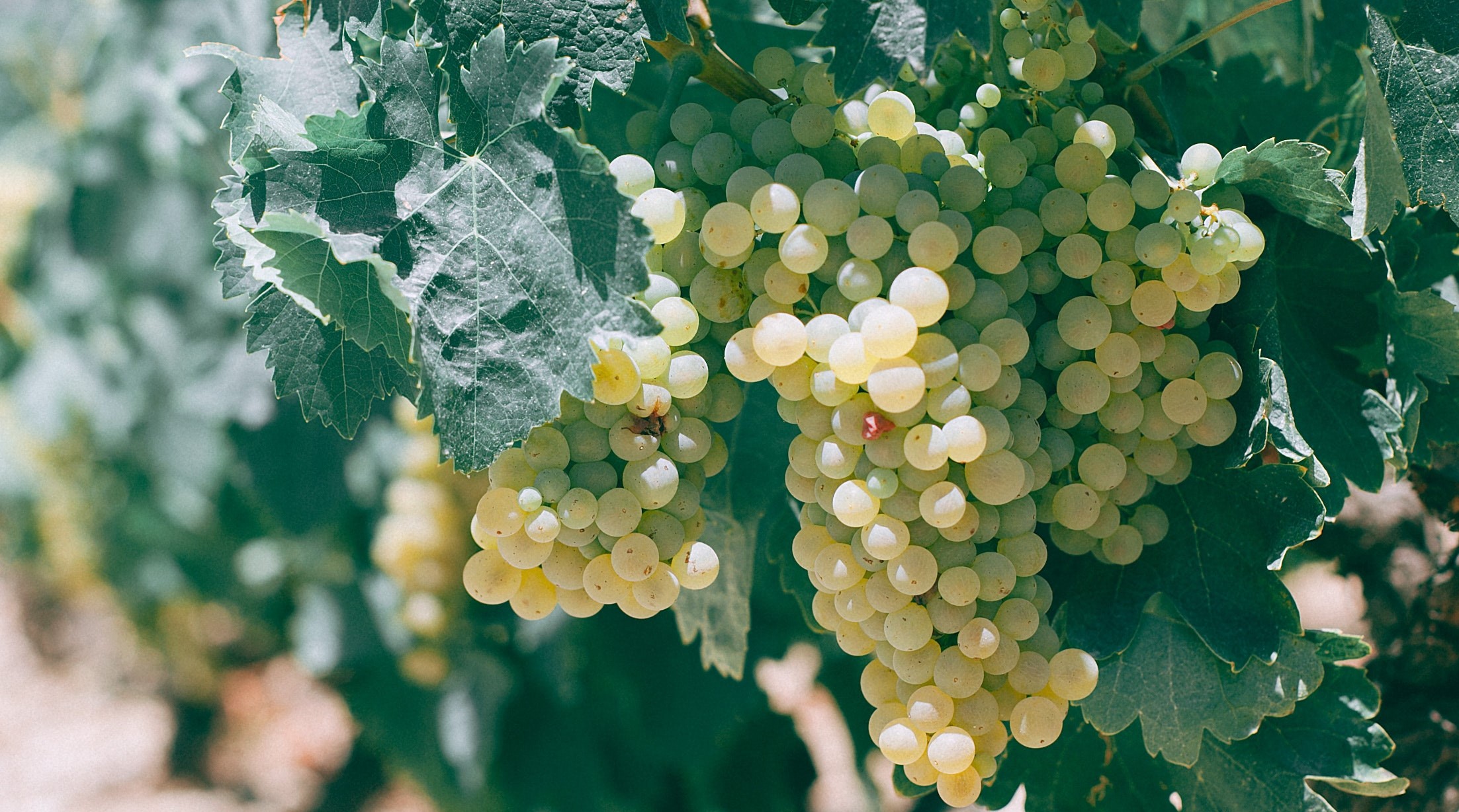 Foto_x_ZONA_Vernaccia_1