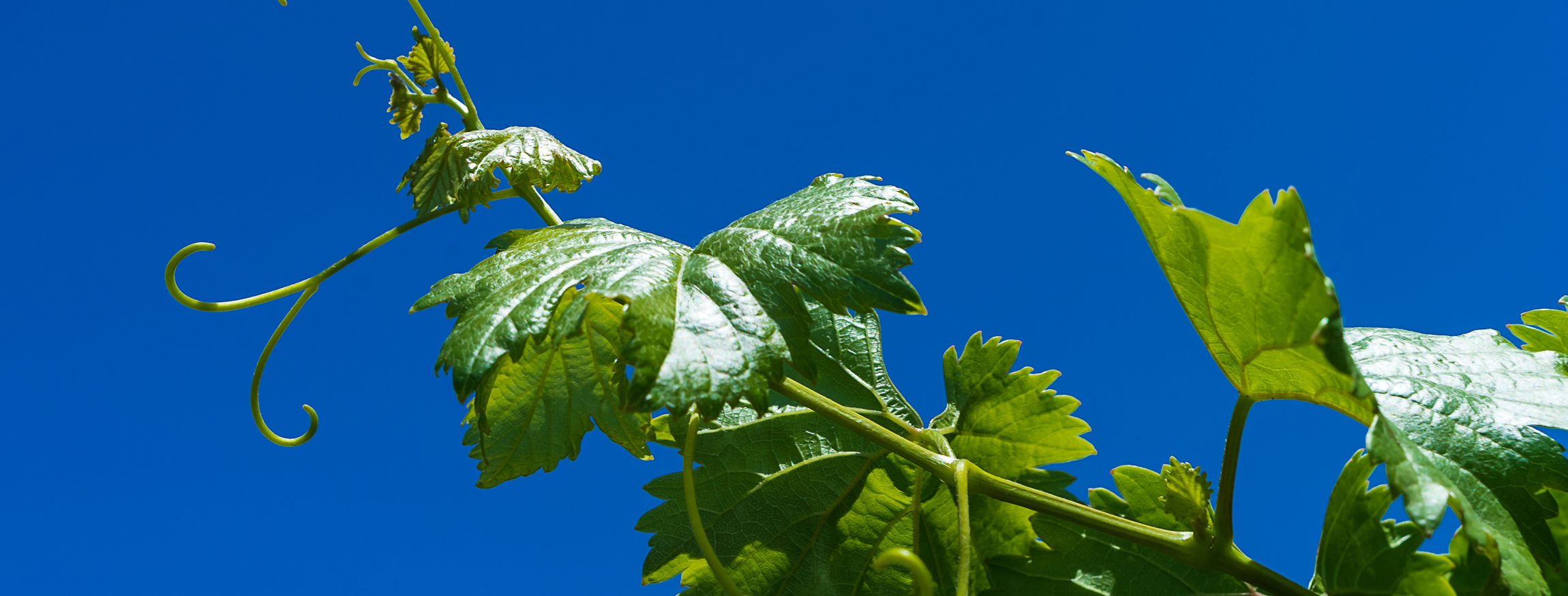 tuscany-wine-tours