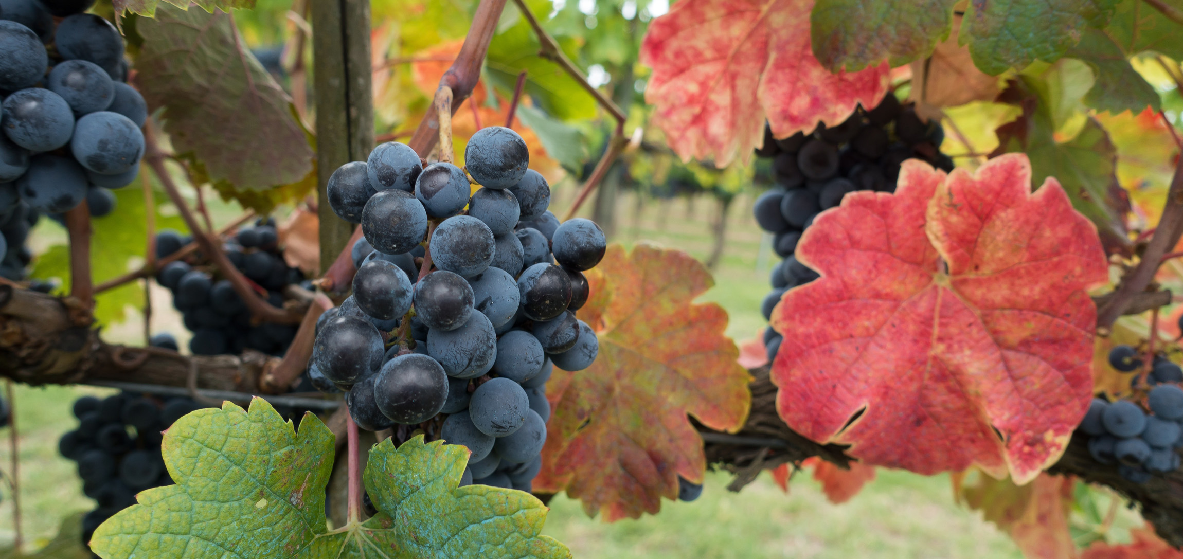 castle-chianti-classico-header
